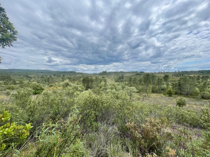 Terreno Agricola ou Rústico para Venda em Sarzedas Foto 6