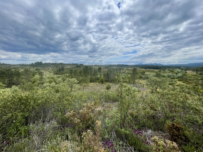 Terreno Agricola ou Rústico para Venda em Sarzedas Foto 8