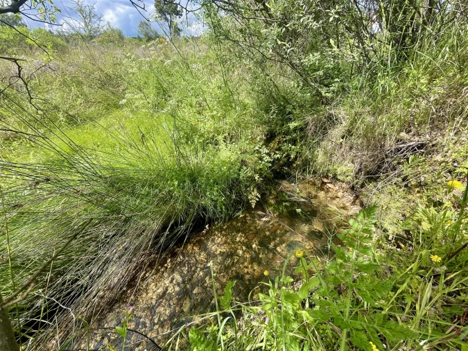 Terreno Agricola ou Rústico para Venda em Sarzedas Foto 3
