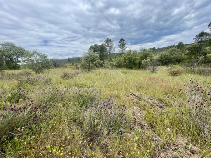 Terreno Agricola ou Rústico para Venda em Sarzedas Foto 10