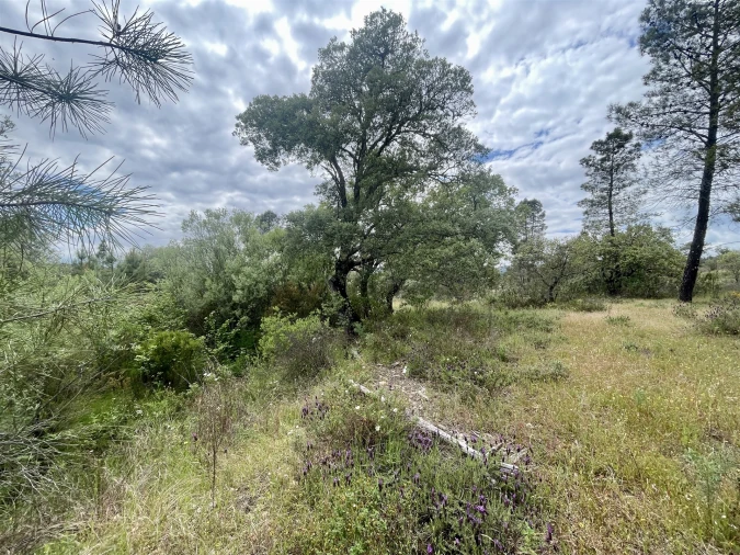 Terreno Agricola ou Rústico para Venda em Sarzedas Foto 13