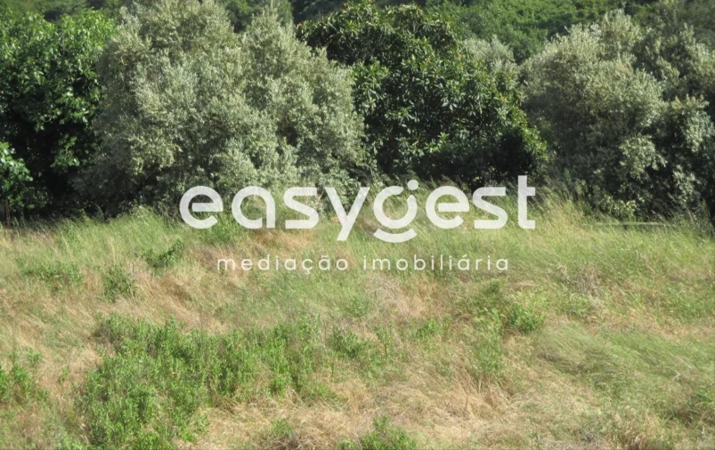 Terreno para Venda em São João Baptista e Santa Maria dos Olivais Foto 3