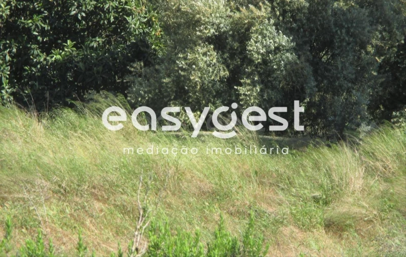 Terreno para Venda em São João Baptista e Santa Maria dos Olivais Foto 10