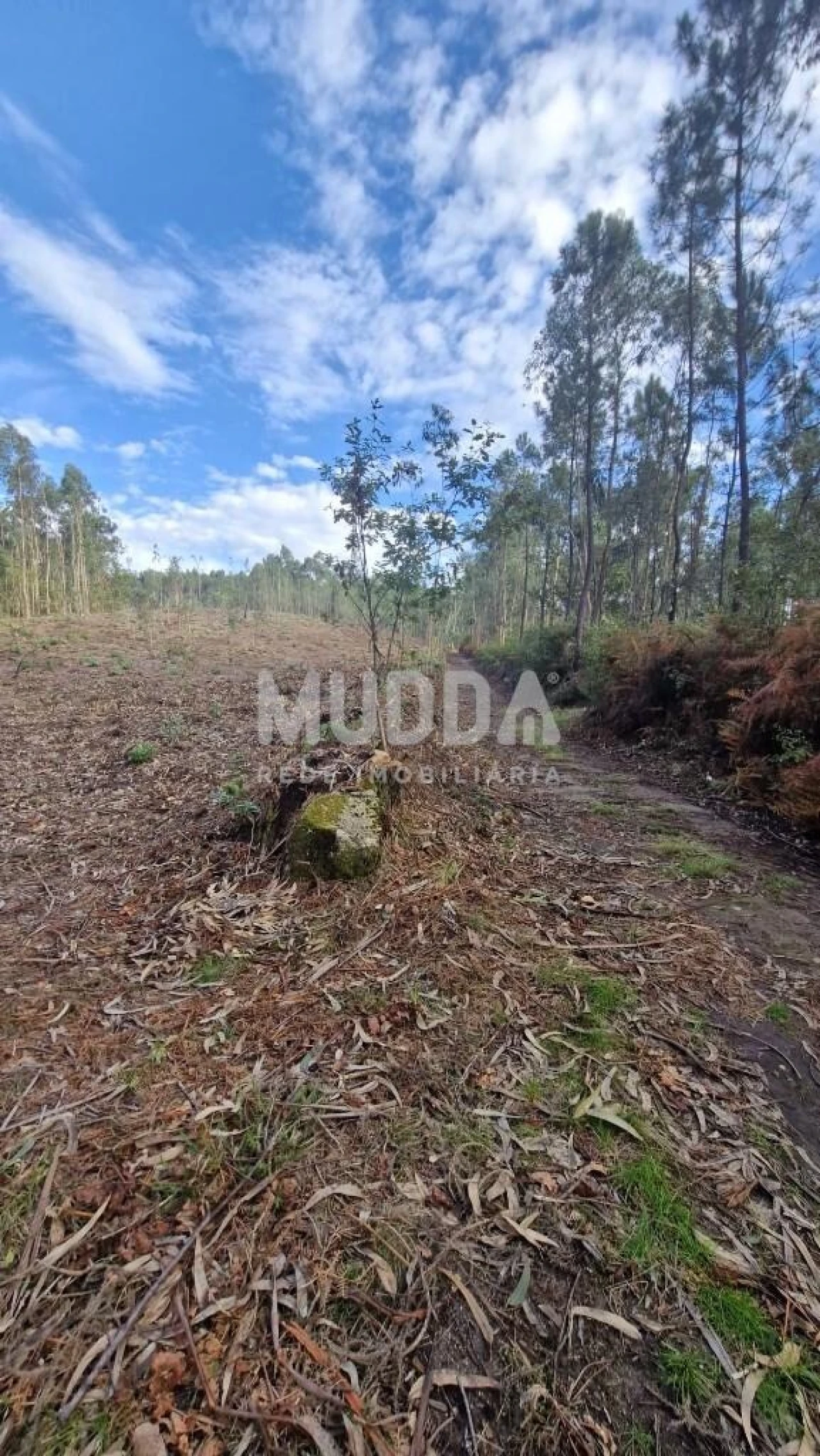 Terreno para Venda em Romariz Foto 13