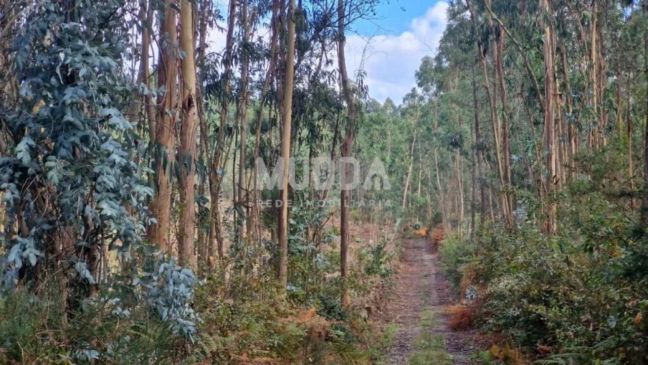 Terreno para Venda em Romariz Foto 5