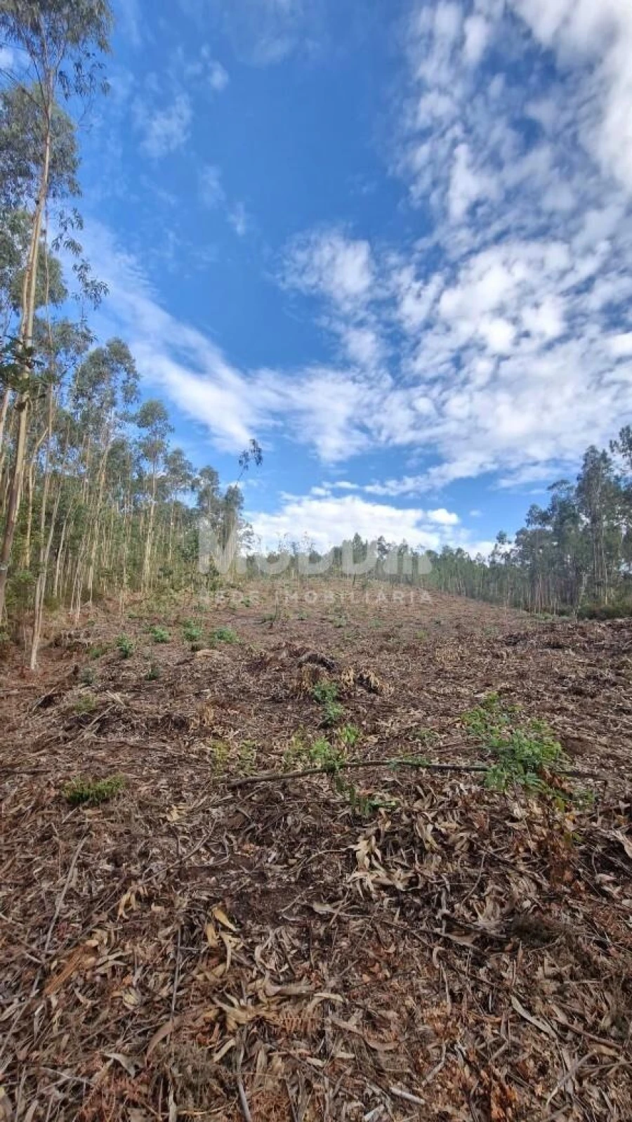 Terreno para Venda em Romariz Foto 11