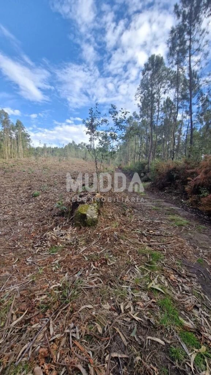 Terreno para Venda em Romariz Foto 13