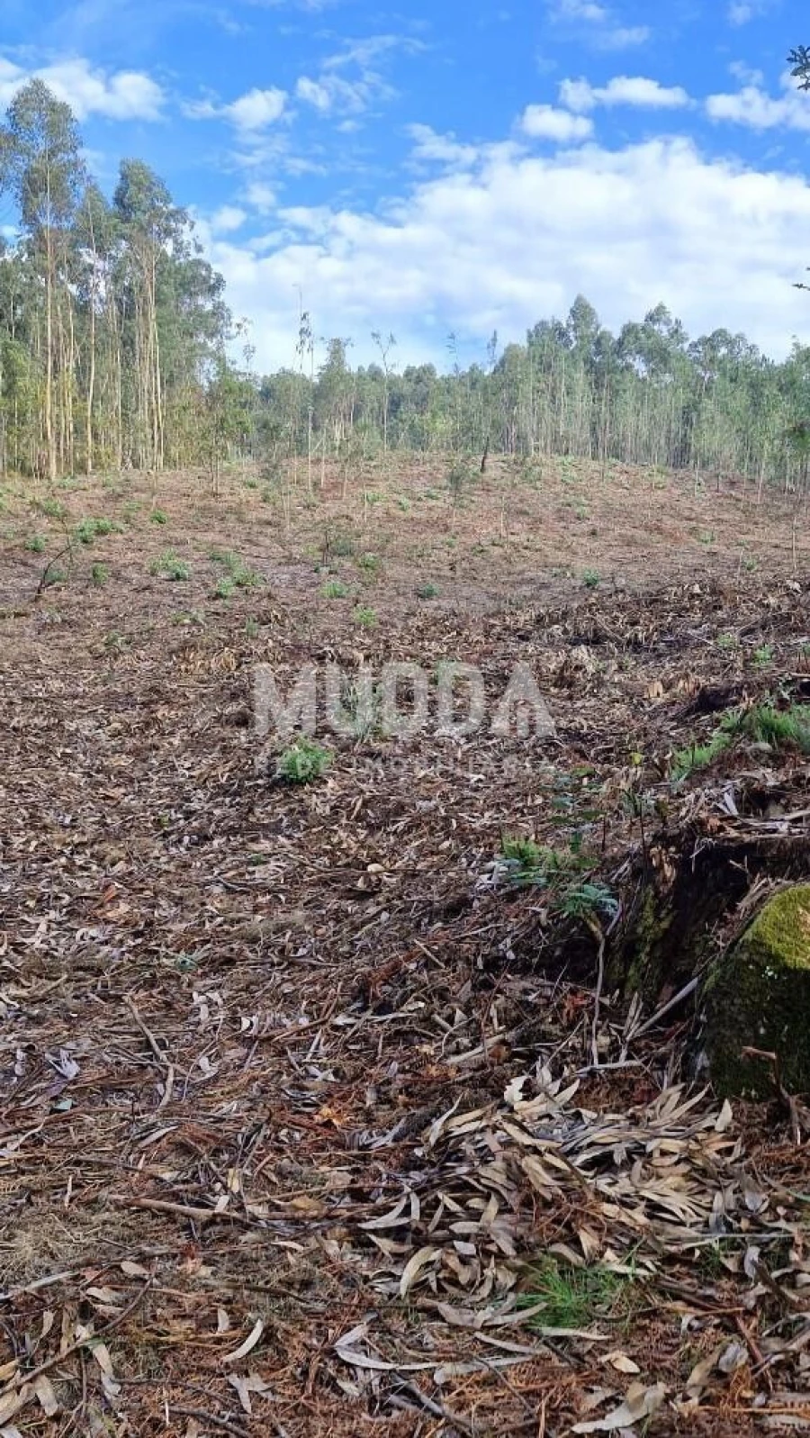 Terreno para Venda em Romariz Foto 14