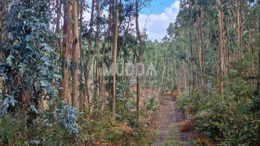 Terreno para Venda em Romariz Foto 5