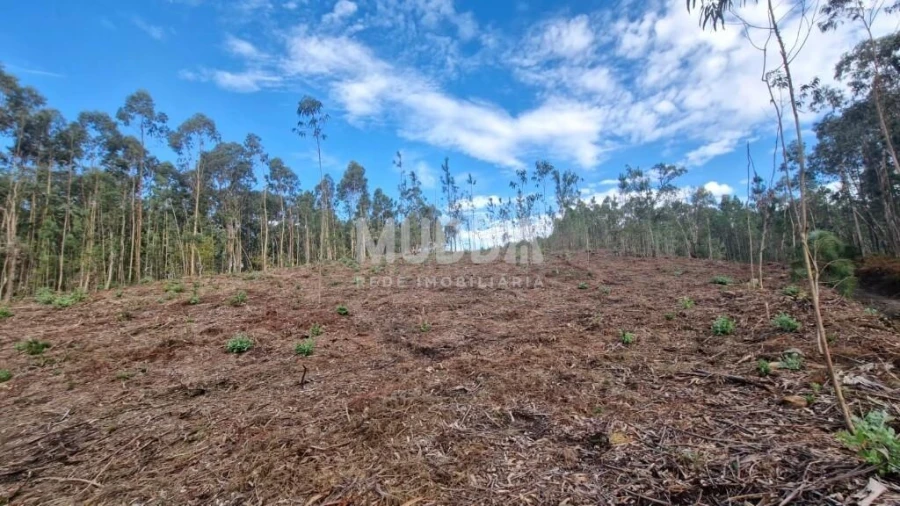 Terreno para Venda em Romariz Foto 4