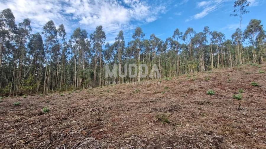 Terreno para Venda em Romariz Foto 7
