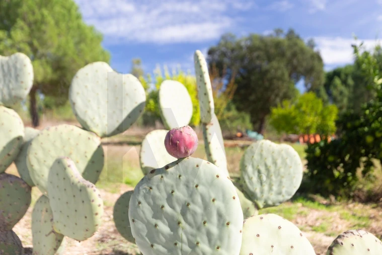 Quinta T5 para Venda em Couço Foto 49