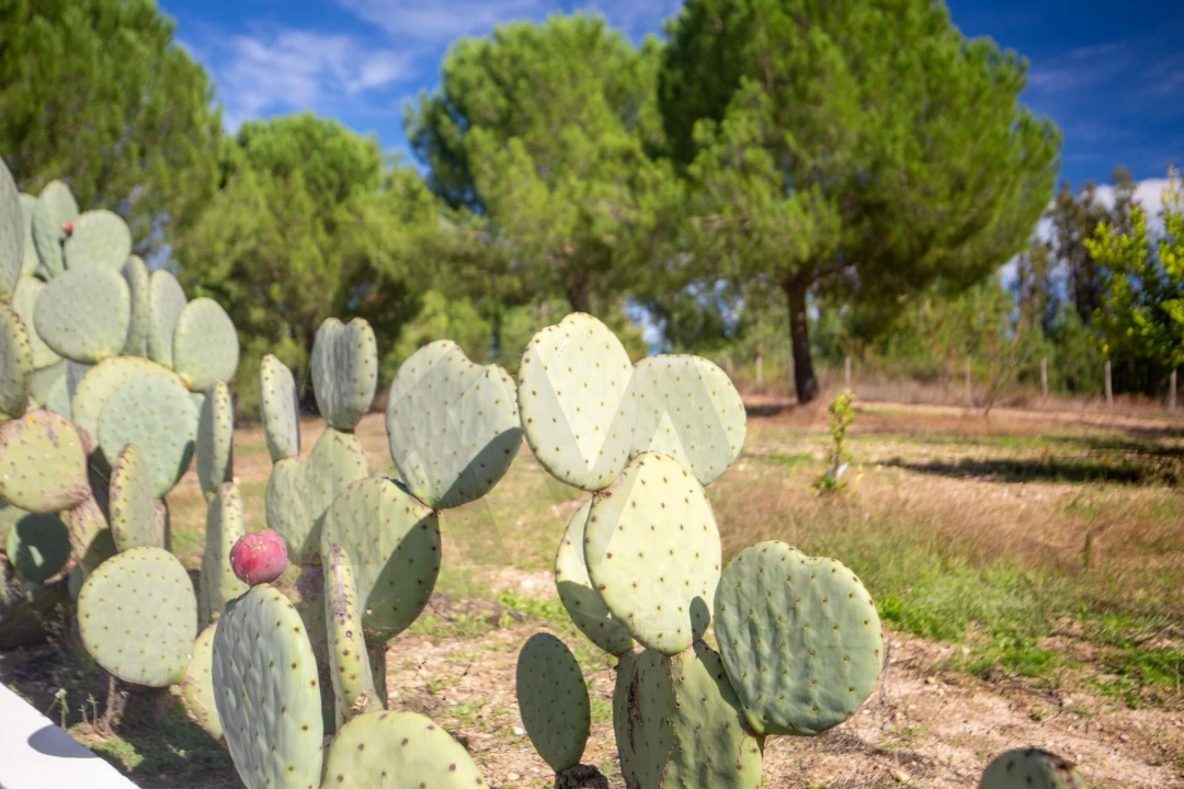 Quinta T5 para Venda em Couço Foto 59