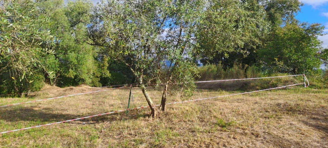 Terreno para Venda em Eiras e São Paulo de Frades Foto 12