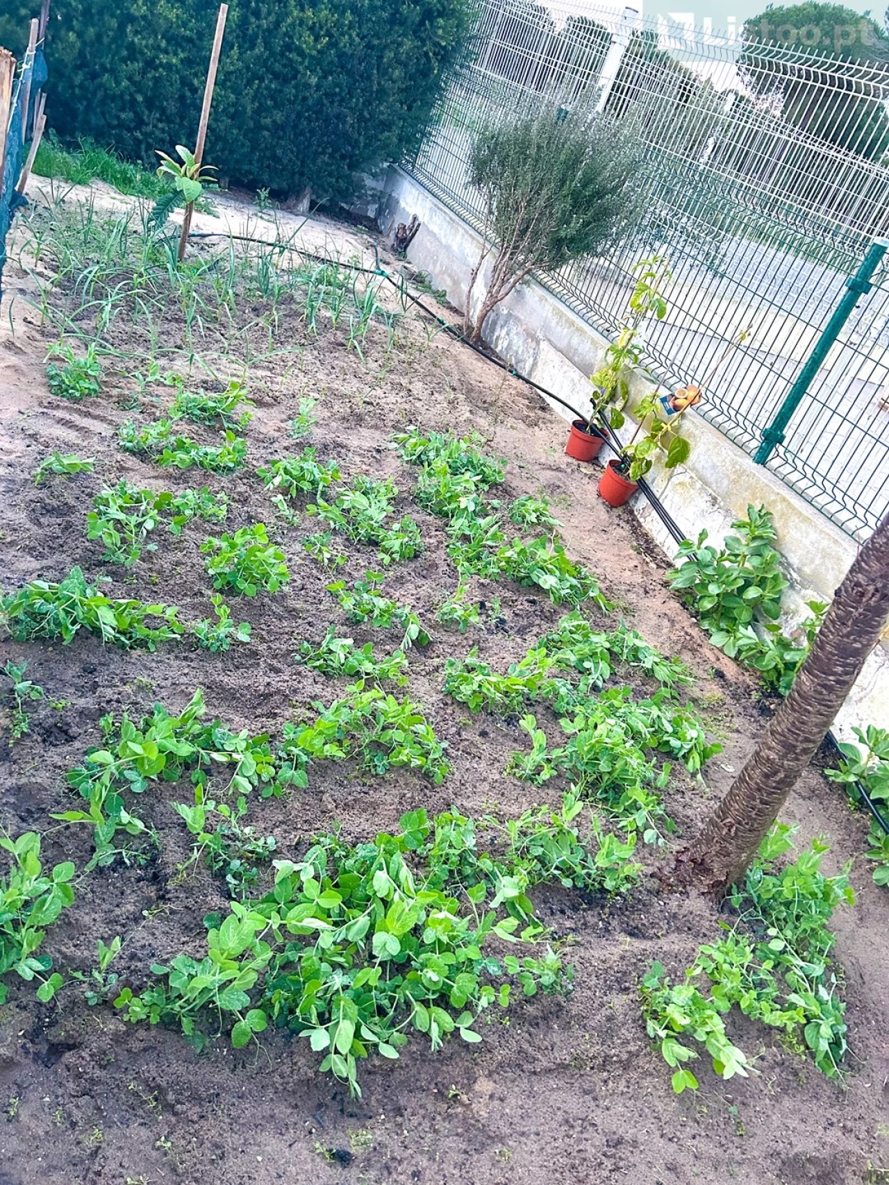 Moradia T3 para Venda em Grândola e Santa Margarida da Serra Foto 24