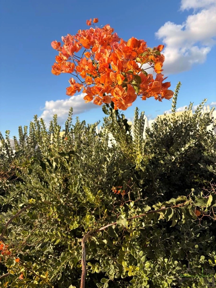 Apartamento T2 para Venda em Albufeira e Olhos de Água Foto 43