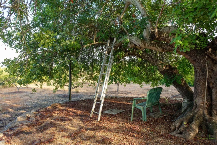 Moradia T3 para Venda em Olhão Foto 18