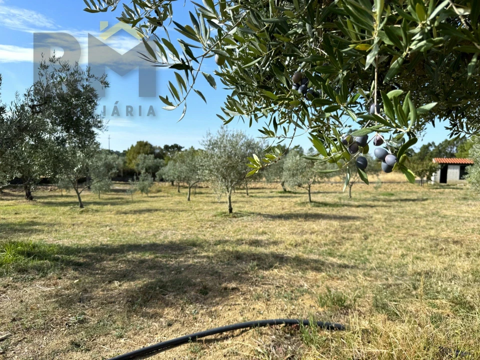 Quinta T0 para Venda em Cebolais de Cima e Retaxo Foto 12