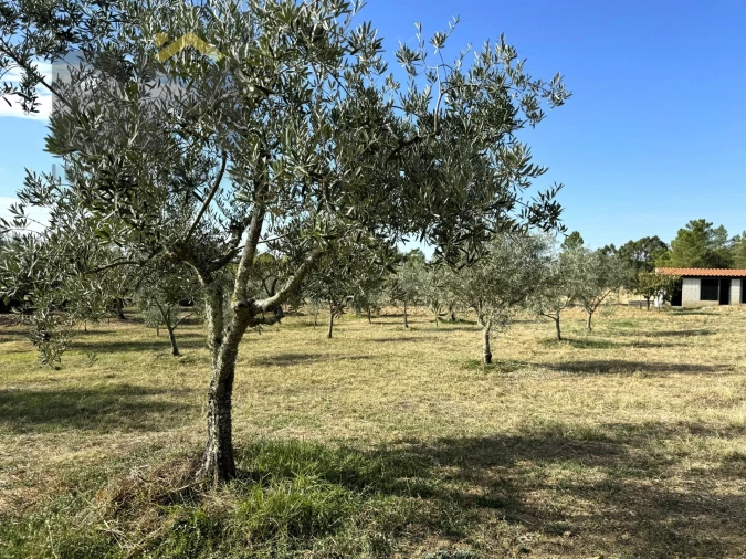Quinta T0 para Venda em Cebolais de Cima e Retaxo