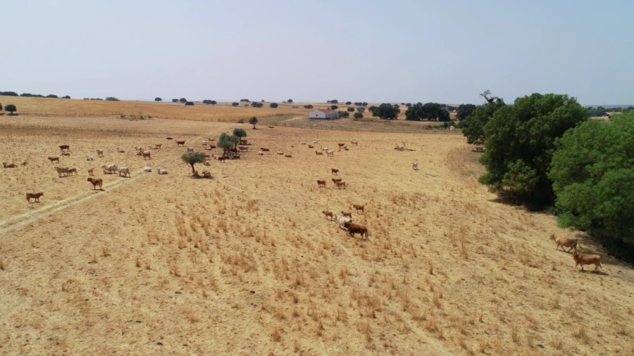 Quinta T4 para Venda em Cabeço de Vide Foto 29