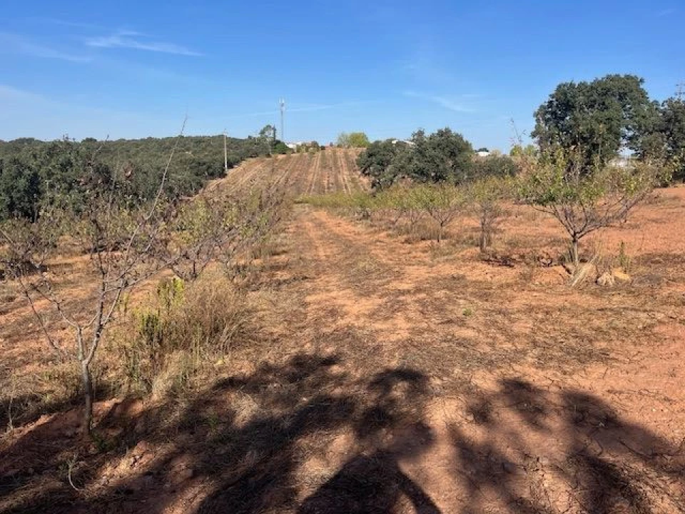 Quinta para Venda em Estremoz (Santa Maria e Santo André) Foto 1