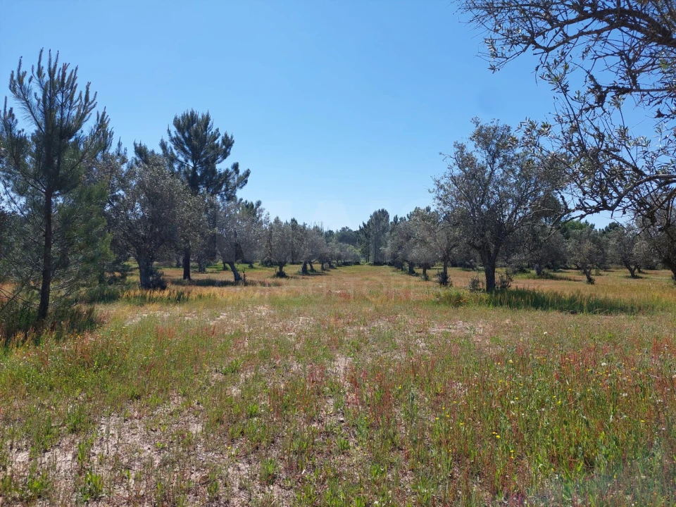 Terreno para Venda em Grândola e Santa Margarida da Serra Foto 3