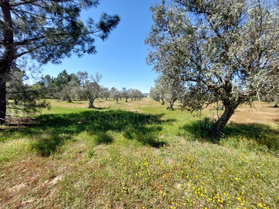 Terreno para Venda em Grândola e Santa Margarida da Serra Foto 1