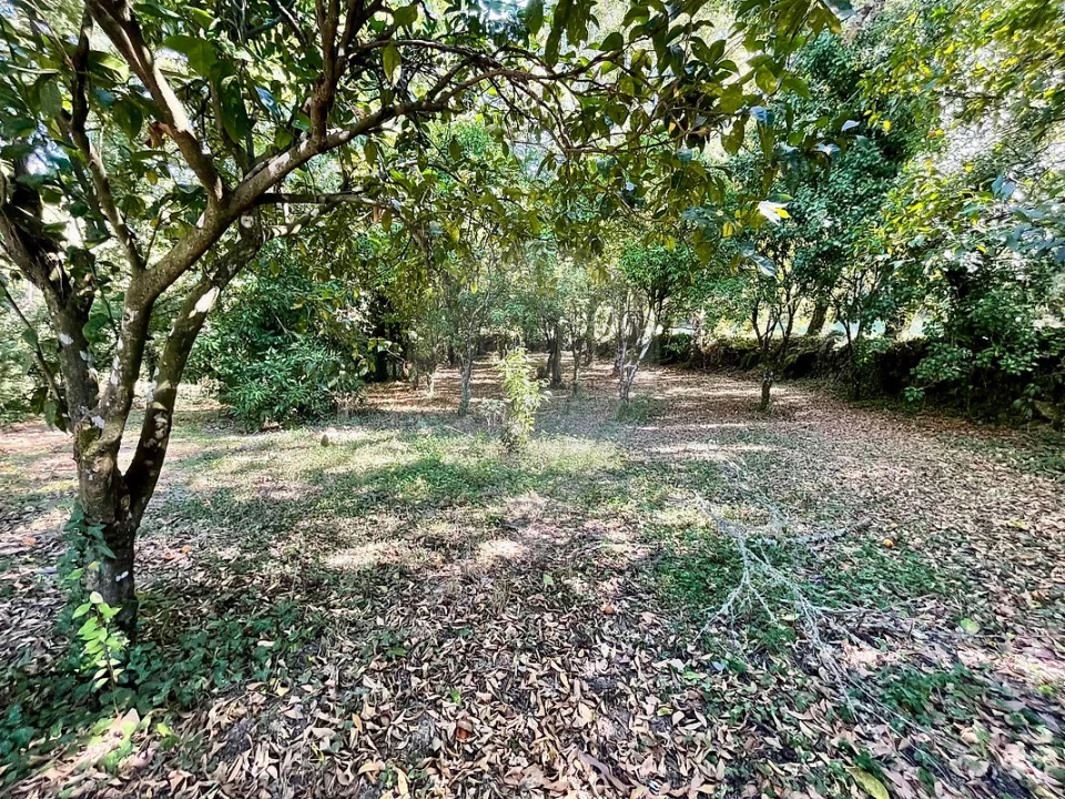 Quinta T4 para Venda em Várzea, Aliviada e Folhada Foto 26