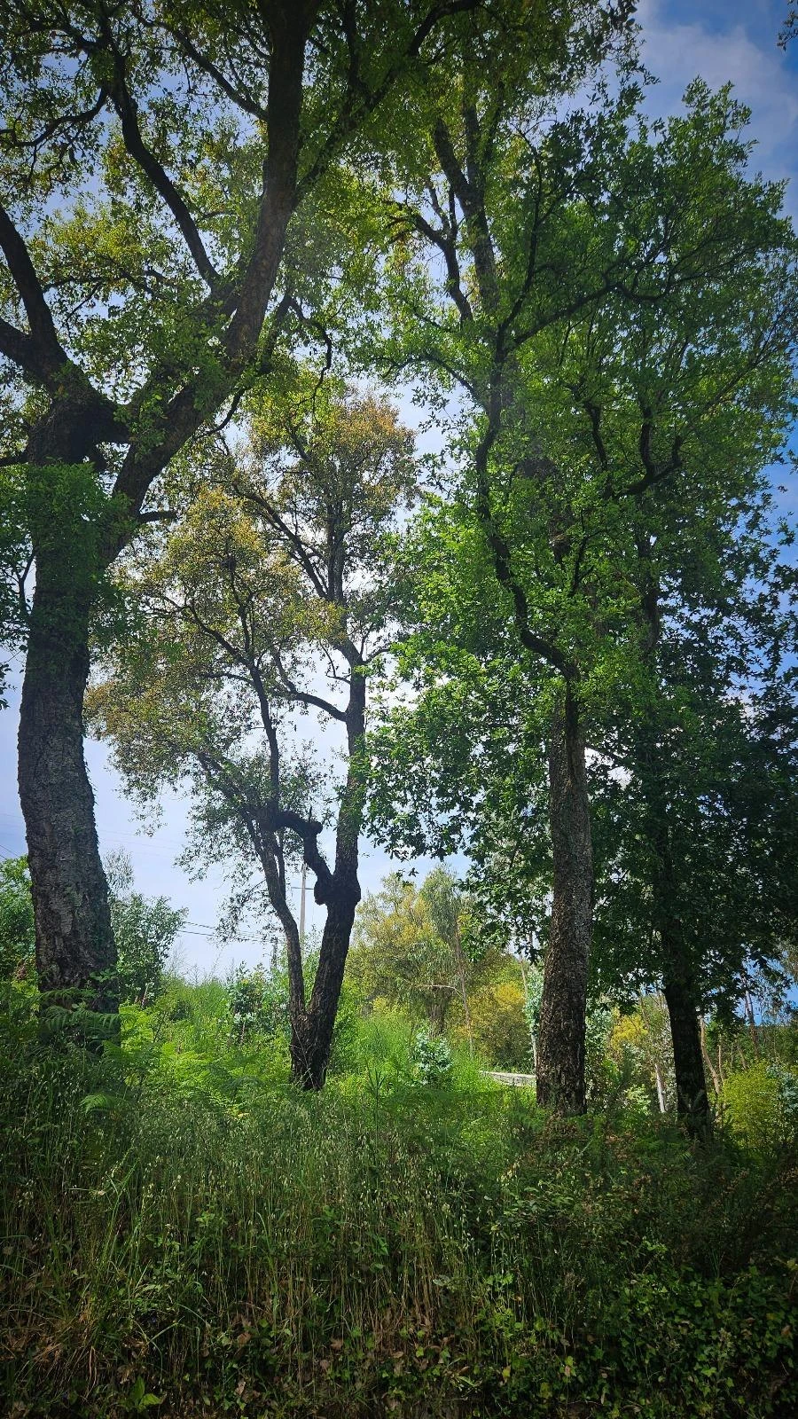 Moradia T2 para Venda em Vila Verde Foto 12