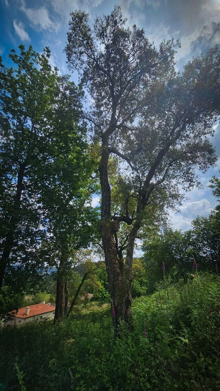 Moradia T2 para Venda em Vila Verde Foto 16