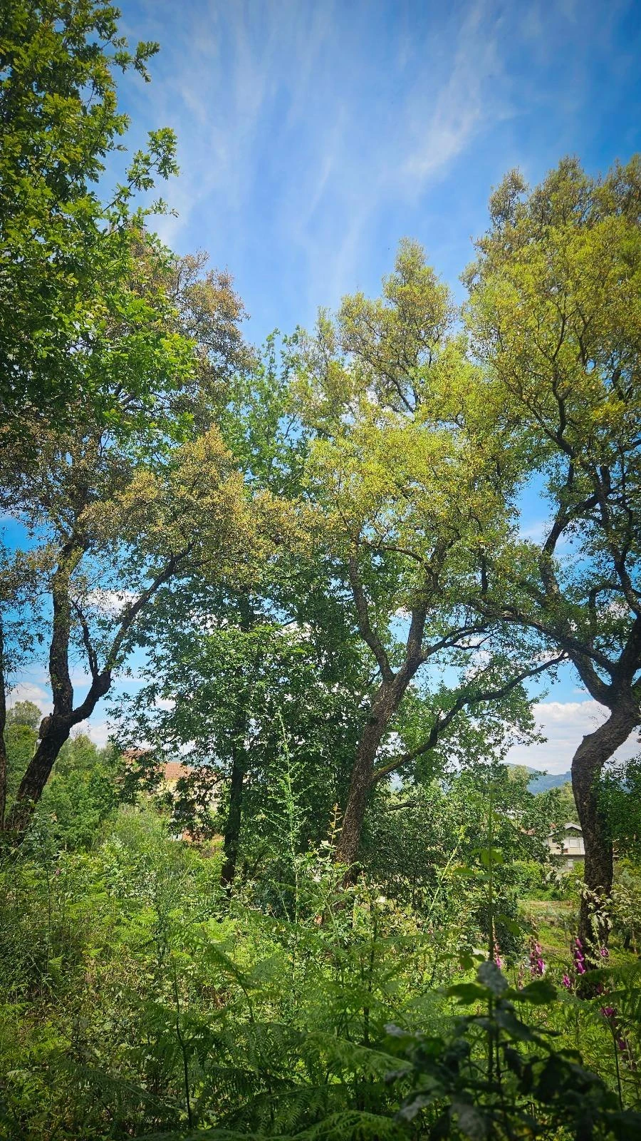 Moradia T2 para Venda em Vila Verde Foto 18