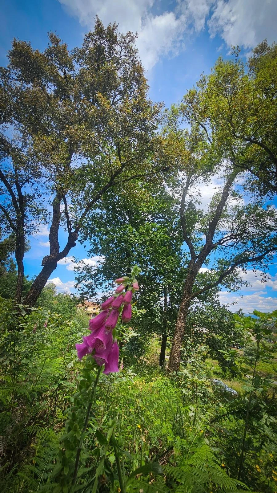 Moradia T2 para Venda em Vila Verde Foto 22