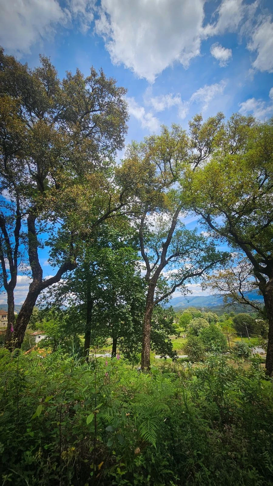 Moradia T2 para Venda em Vila Verde Foto 23