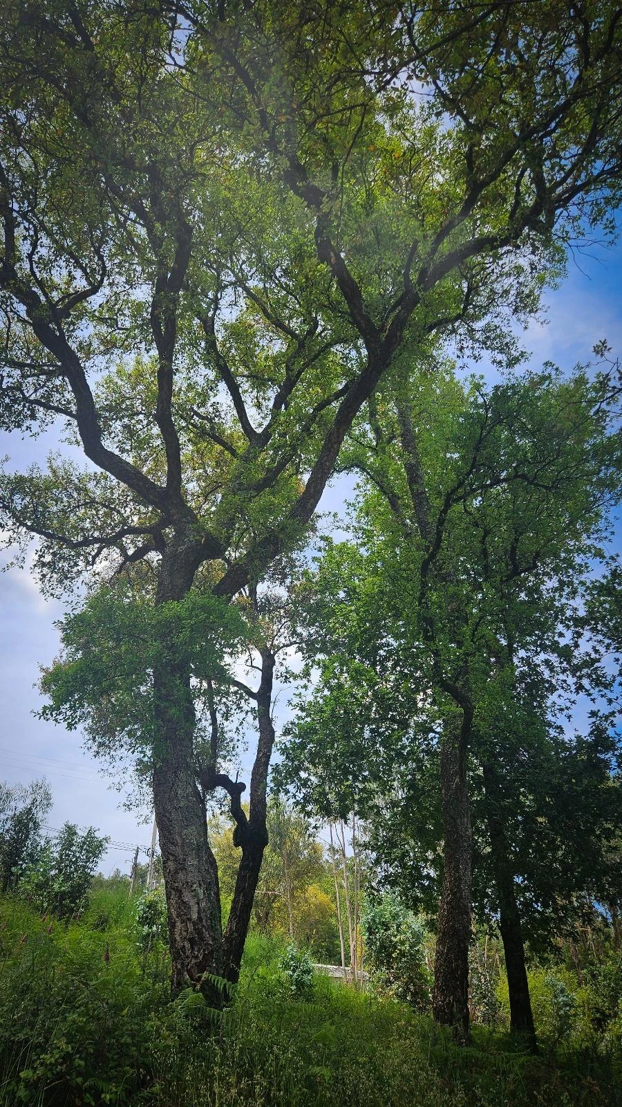 Moradia T2 para Venda em Vila Verde Foto 24