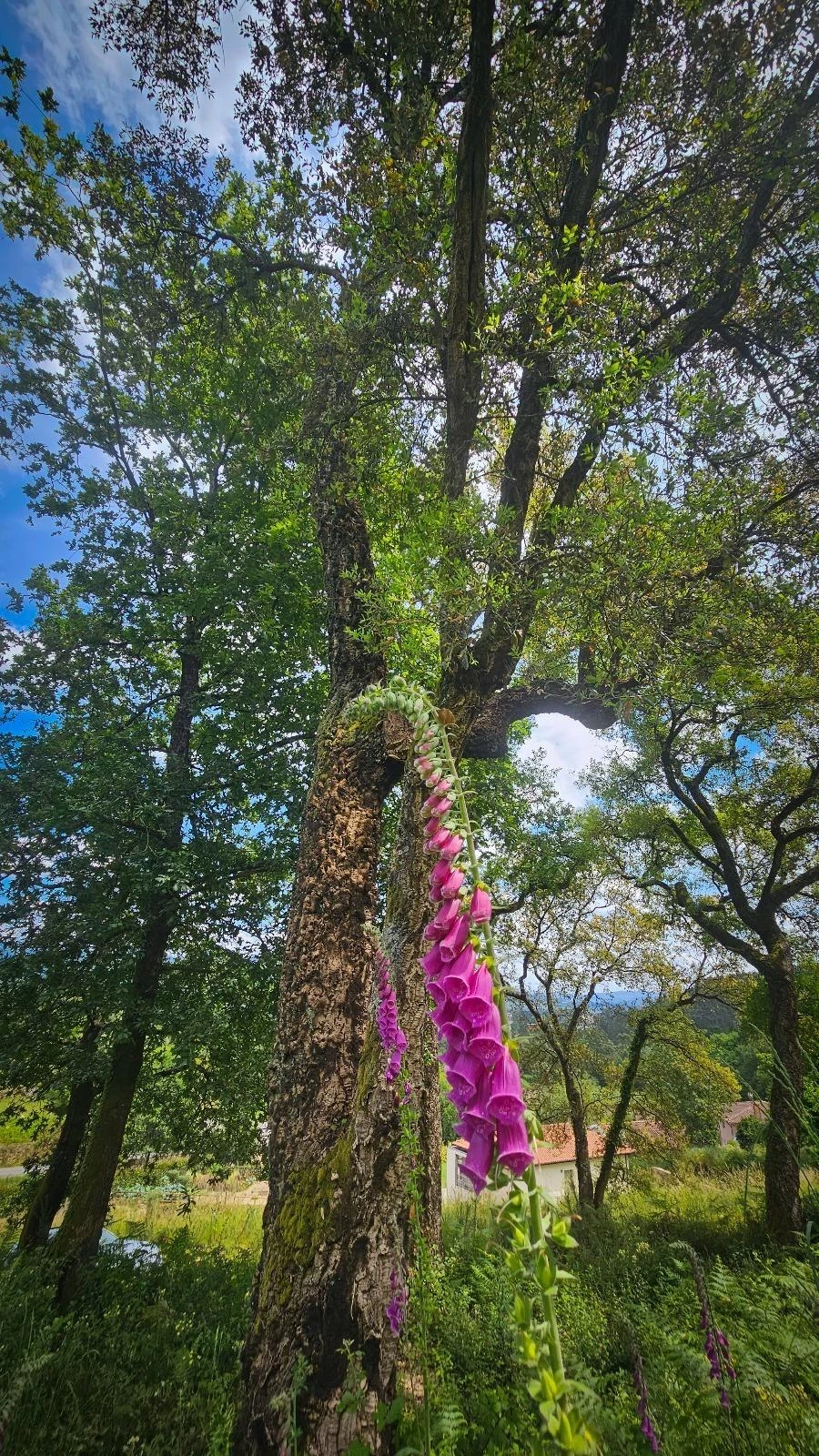Moradia T2 para Venda em Vila Verde Foto 25