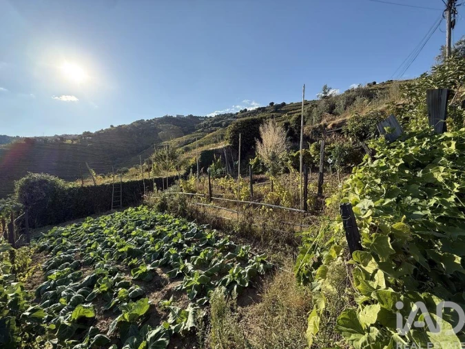 Terreno para Venda em Peso da Régua e Godim Foto 22