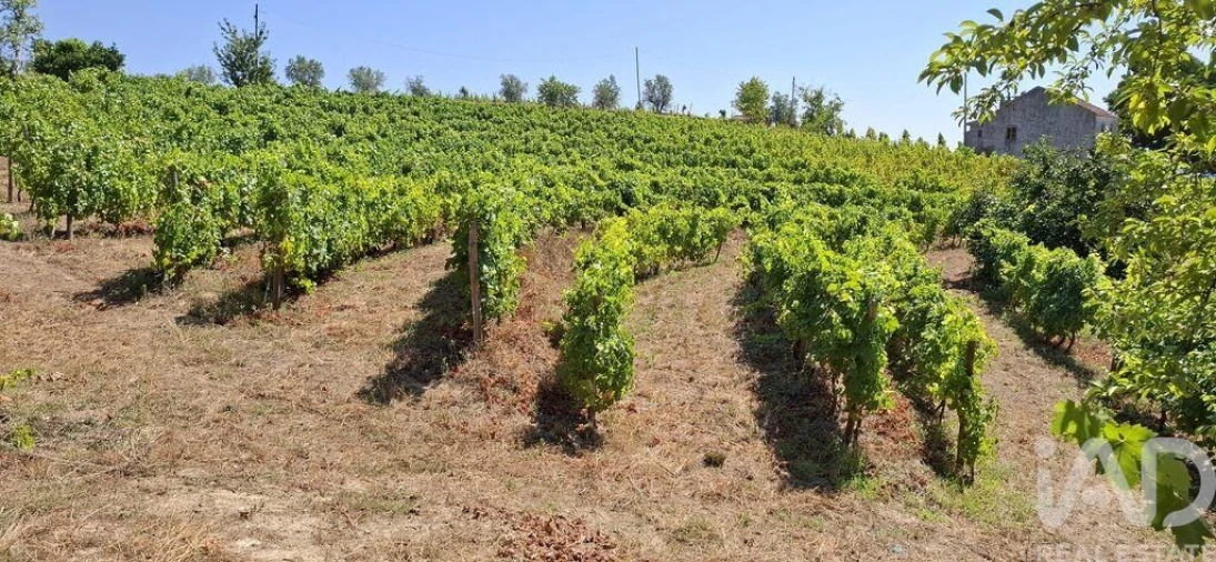 Quinta T3 para Venda em Poiares e Canelas Foto 32
