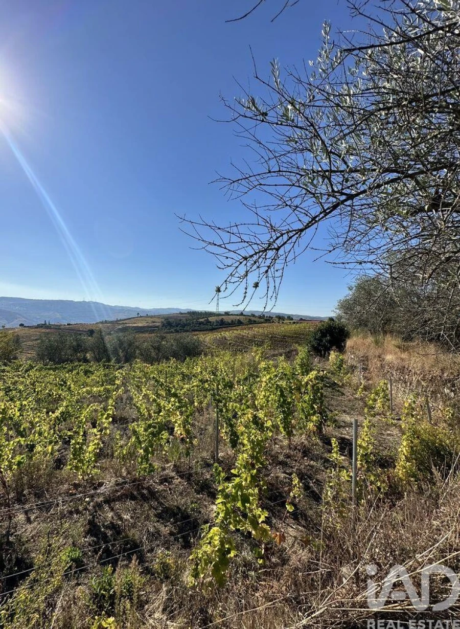 Quinta T3 para Venda em Poiares e Canelas Foto 24