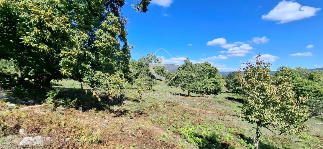 Quinta T3 para Venda em Calvelo Foto 19