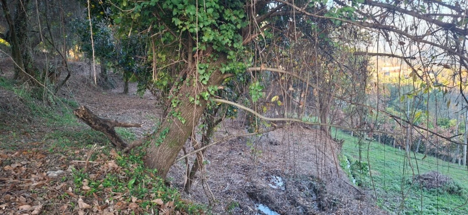 Terreno para Venda em Vilela, Seramil e Paredes Secas Foto 23