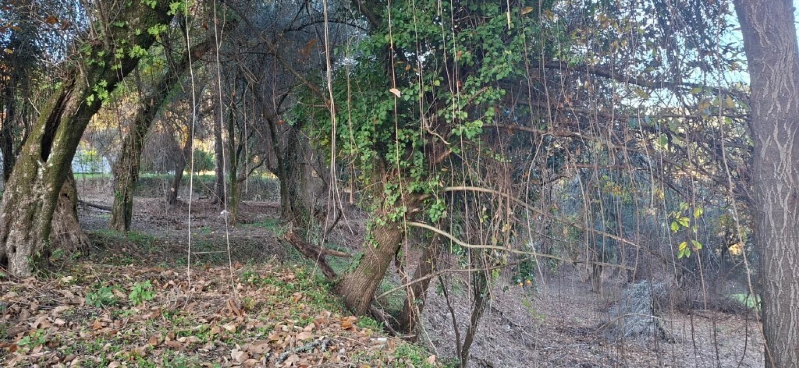Terreno para Venda em Vilela, Seramil e Paredes Secas Foto 19