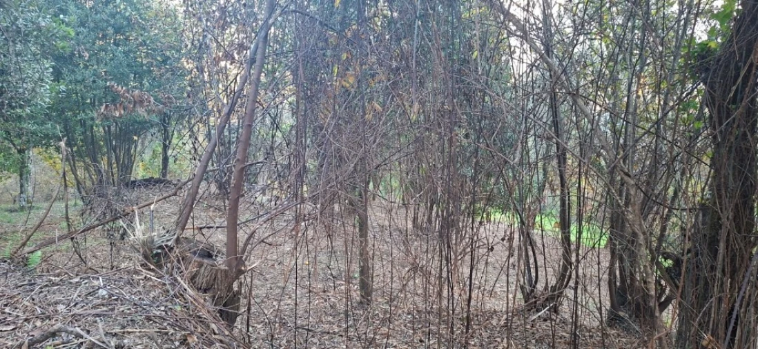 Terreno para Venda em Caldelas, Sequeiros e Paranhos Foto 9