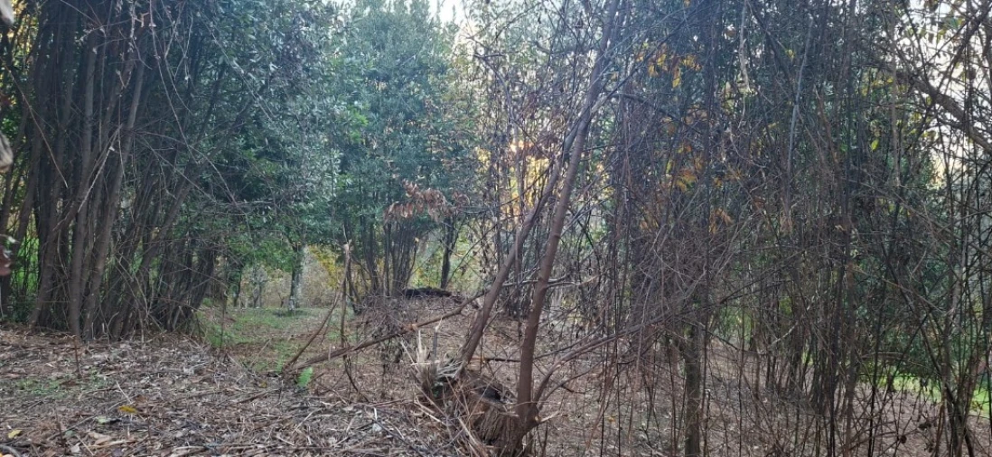 Terreno para Venda em Caldelas, Sequeiros e Paranhos Foto 8