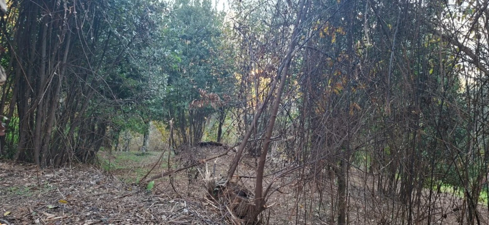 Terreno para Venda em Vilela, Seramil e Paredes Secas Foto 8