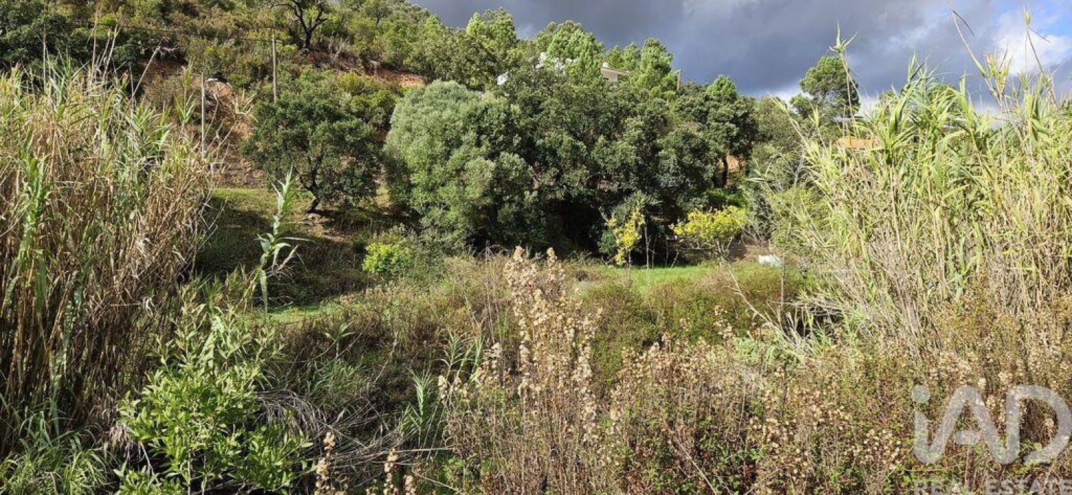 Terreno para Venda em Mexilhoeira Grande Foto 3