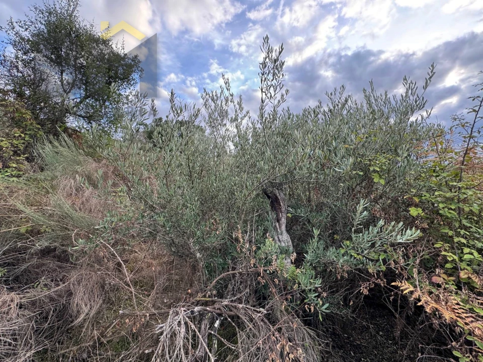 Terreno Agricola ou Rústico para Venda em Póvoa de Rio de Moinhos e Cafede Foto 7