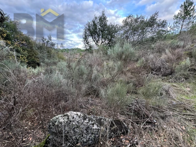 Terreno Agricola ou Rústico para Venda em Póvoa de Rio de Moinhos e Cafede Foto 6