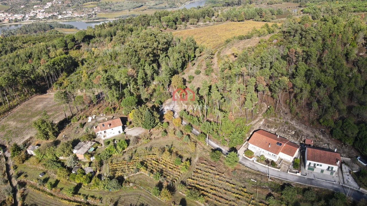 Terreno Agricola ou Rústico para Venda em Mangualde, Mesquitela e Cunha Alta Foto 2