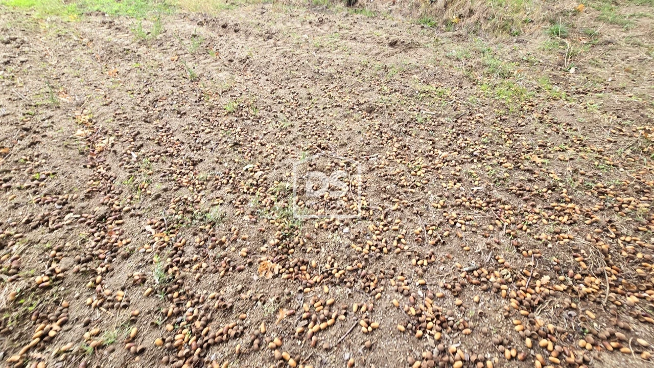 Quinta T3 para Venda em Mizarela, Pêro Soares e Vila Soeiro Foto 39