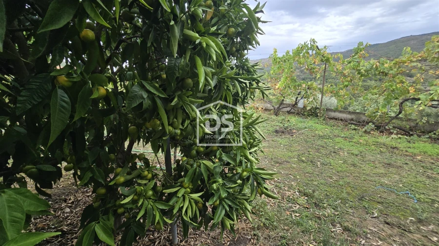Quinta T3 para Venda em Mizarela, Pêro Soares e Vila Soeiro Foto 4